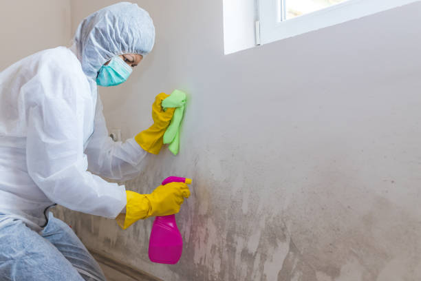 Trusted Elmira, NY Mold Removal Experts