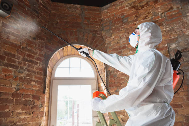 Best Industrial Mold Remediation in Elmira, NY