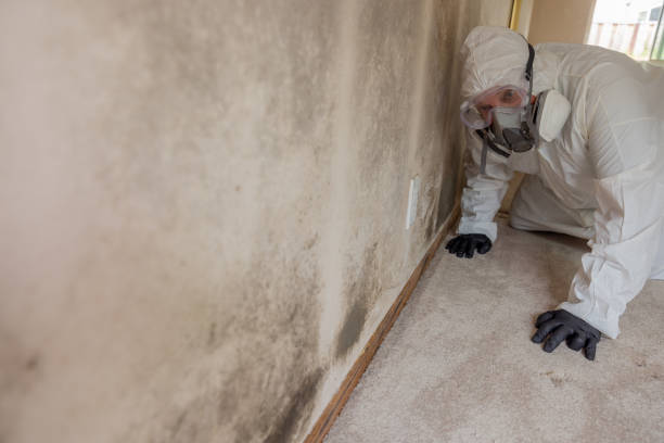 Best Basement Mold Removal in Elmira, NY